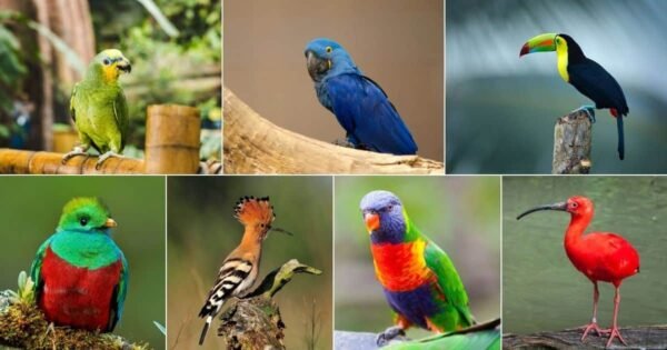 All type of Exotic Birds - Image 4