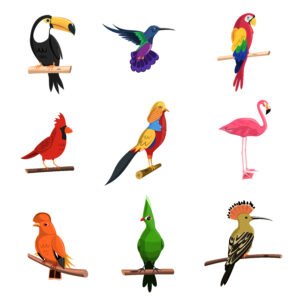 All type of Exotic Birds