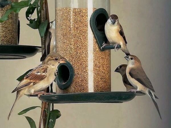 Kangni Seed Birds Food, Small Size 200 Grams - Image 2